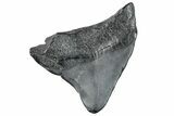 Posterior Megalodon Tooth - South Carolina #259579-1